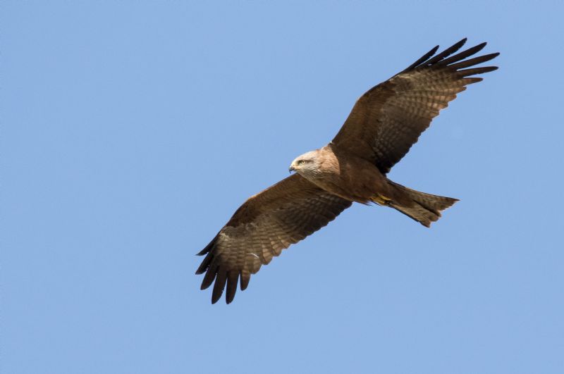 Nibbio bruno (Milvus migrans) ?  Pi� probabile Nibbio reale (Milvus milvus)